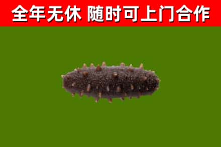 乌海市烟酒回收干海参.jpg